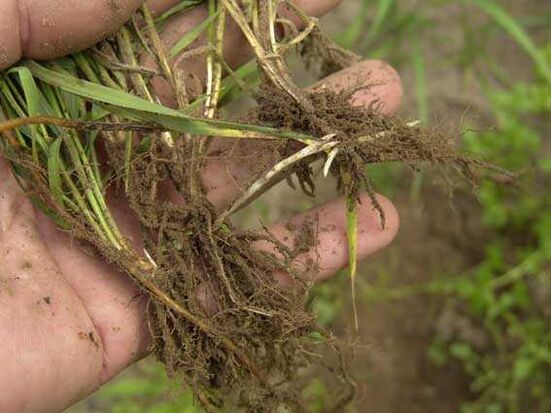 wheatgrass root fir psoriasis