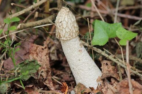 mushroom veselka aus psoriasis